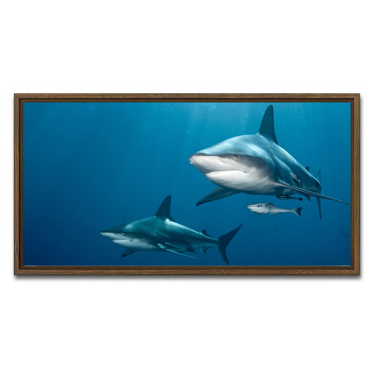 AUTO-MOCKUP WHITE | Shark Pair | 1 Piece | Walnut Framed Canvas | group=2x1