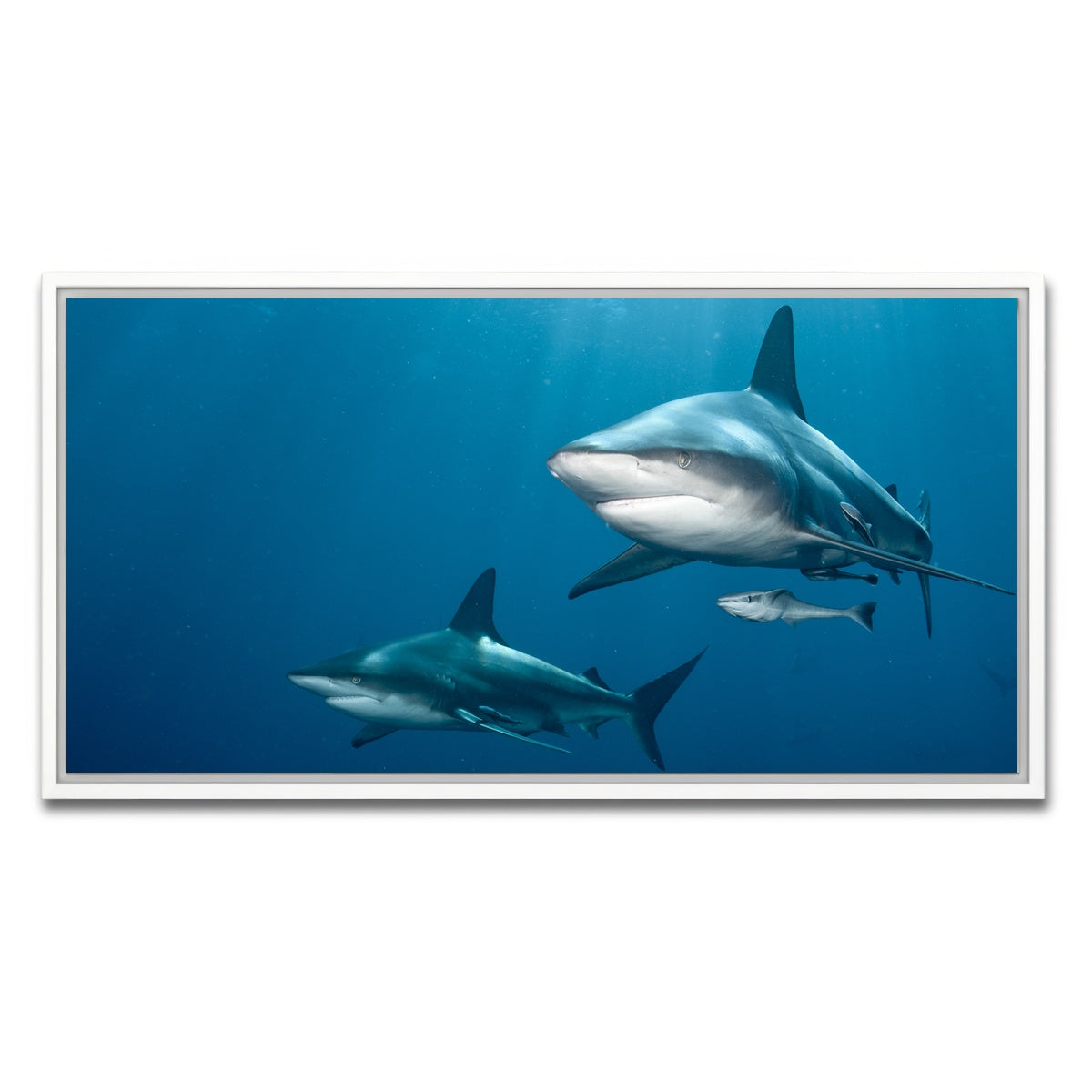 AUTO-MOCKUP WHITE | Shark Pair | 1 Piece | White Framed Canvas | group=2x1
