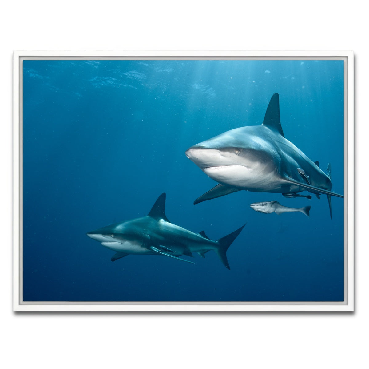 AUTO-MOCKUP WHITE | Shark Pair | 1 Piece | White Framed Canvas | group=4x3