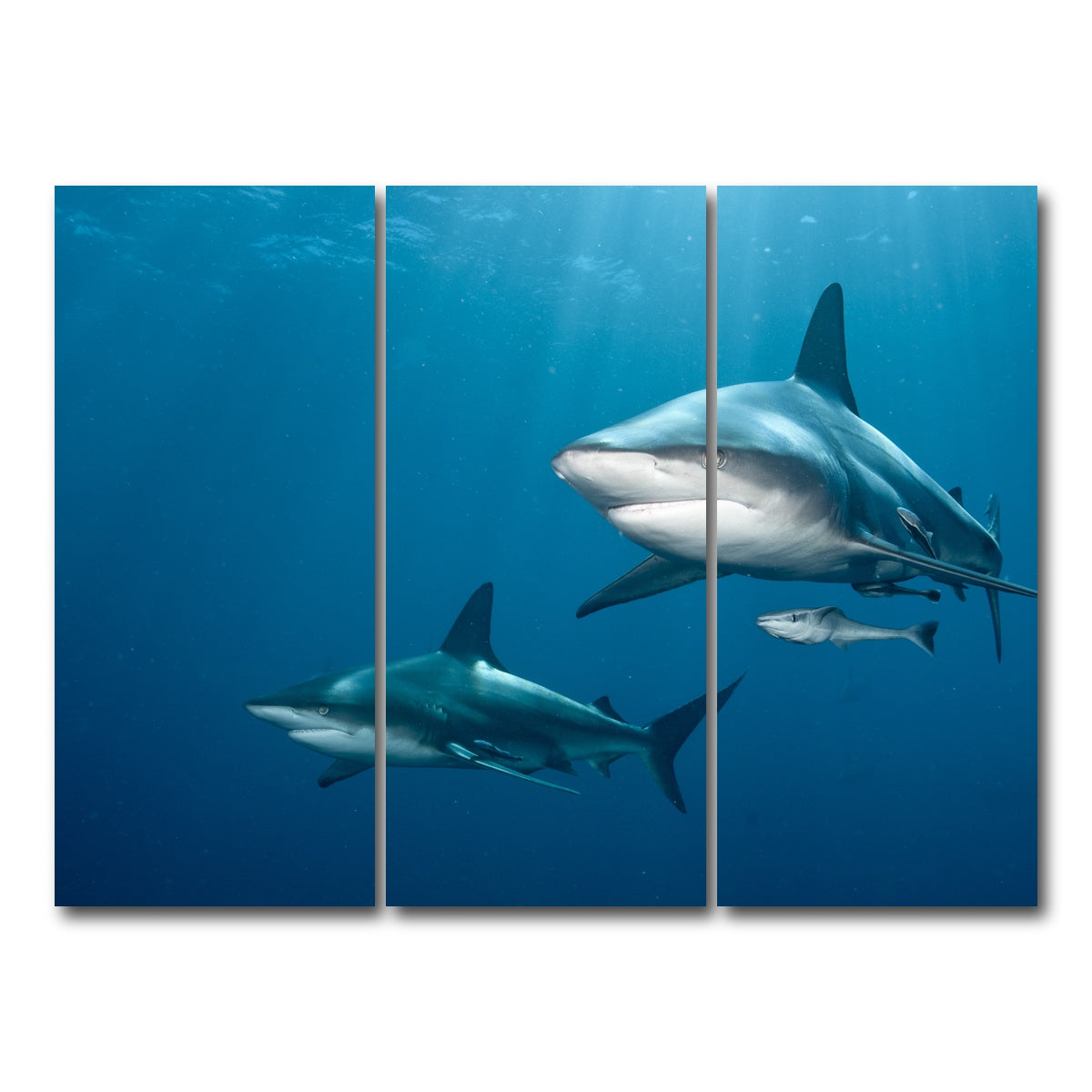AUTO-MOCKUP WHITE | Shark Pair | 3 Piece | Gallery Wrap Canvas | group=8x18