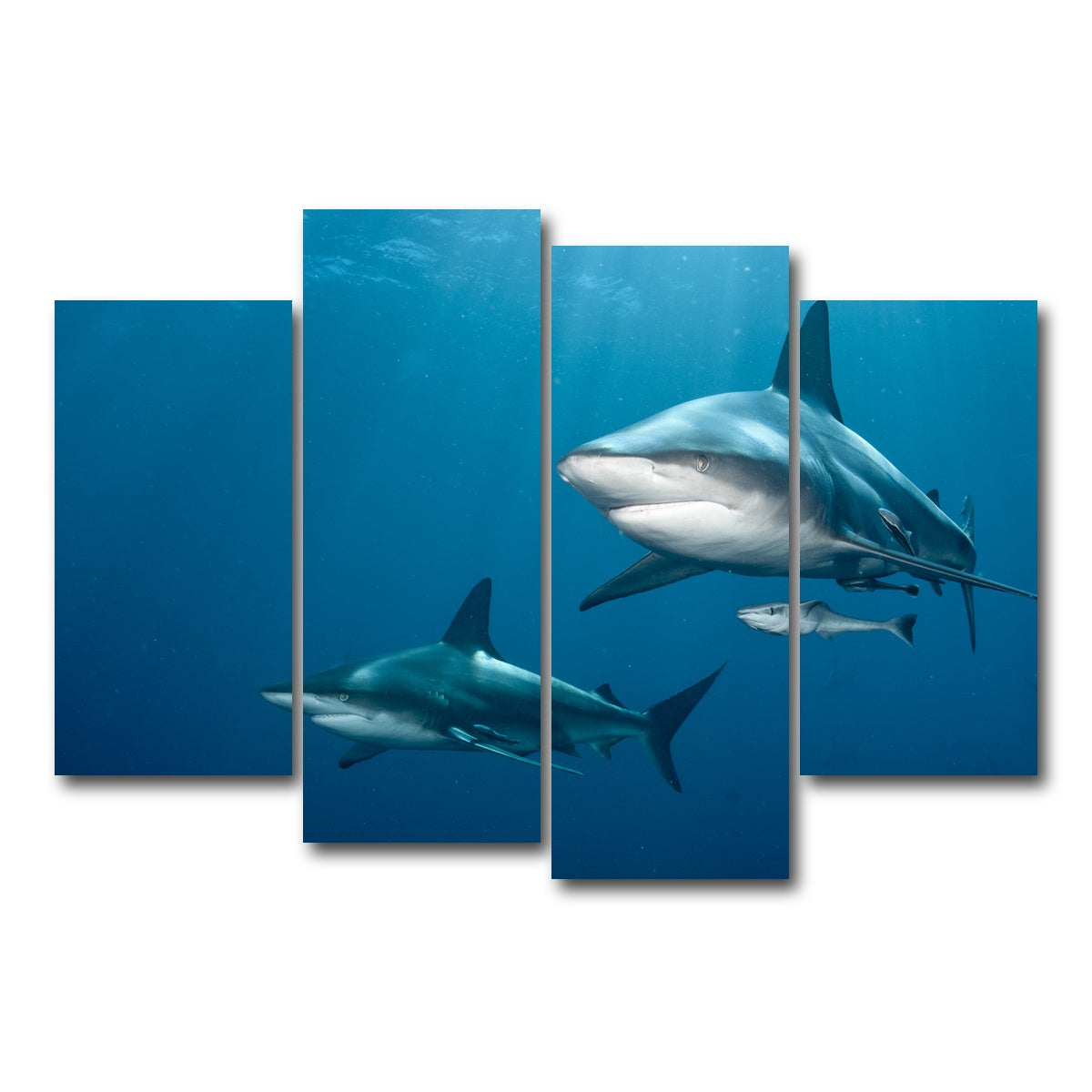 AUTO-MOCKUP WHITE | Shark Pair | 4 Piece | Gallery Wrap Canvas | group=4_short
