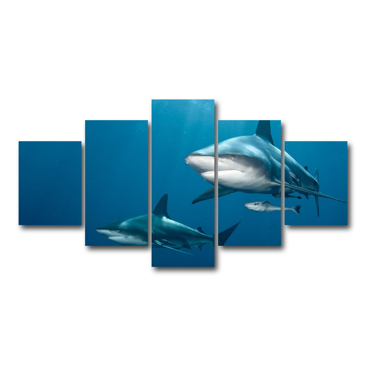 AUTO-MOCKUP WHITE | Shark Pair | 5 Piece | Gallery Wrap Canvas | group=5_short