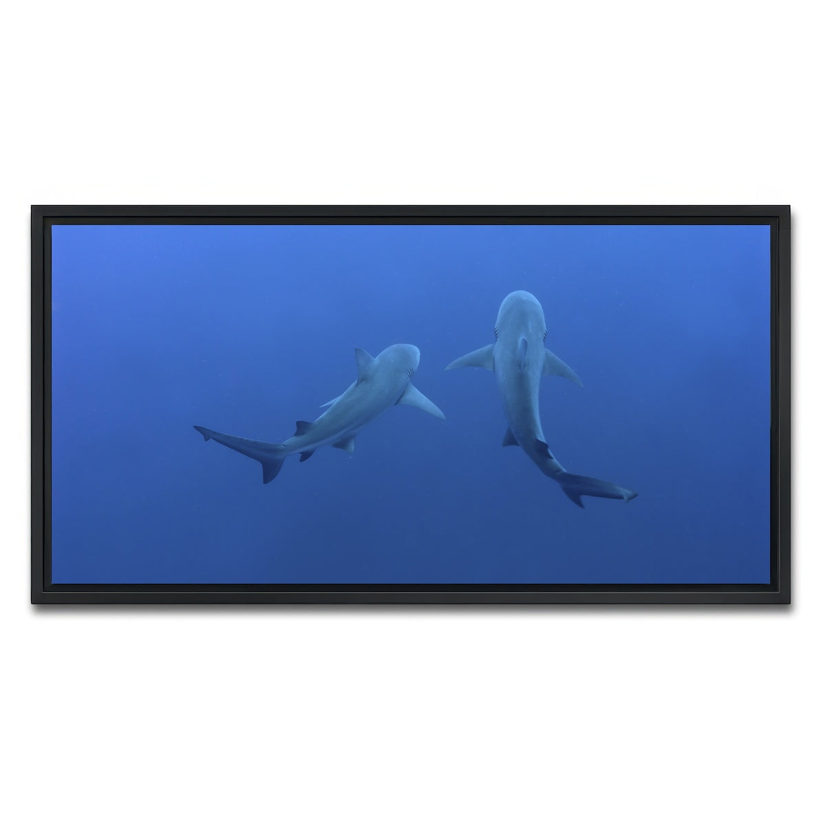 AUTO-MOCKUP WHITE | Shark mates | 1 Piece | Black Framed Canvas | group=2x1