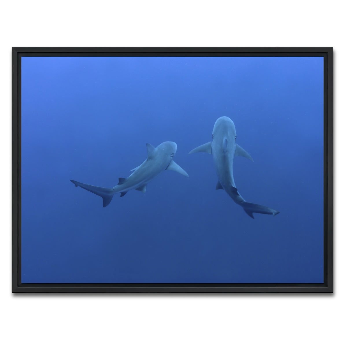 AUTO-MOCKUP WHITE | Shark mates | 1 Piece | Black Framed Canvas | group=4x3