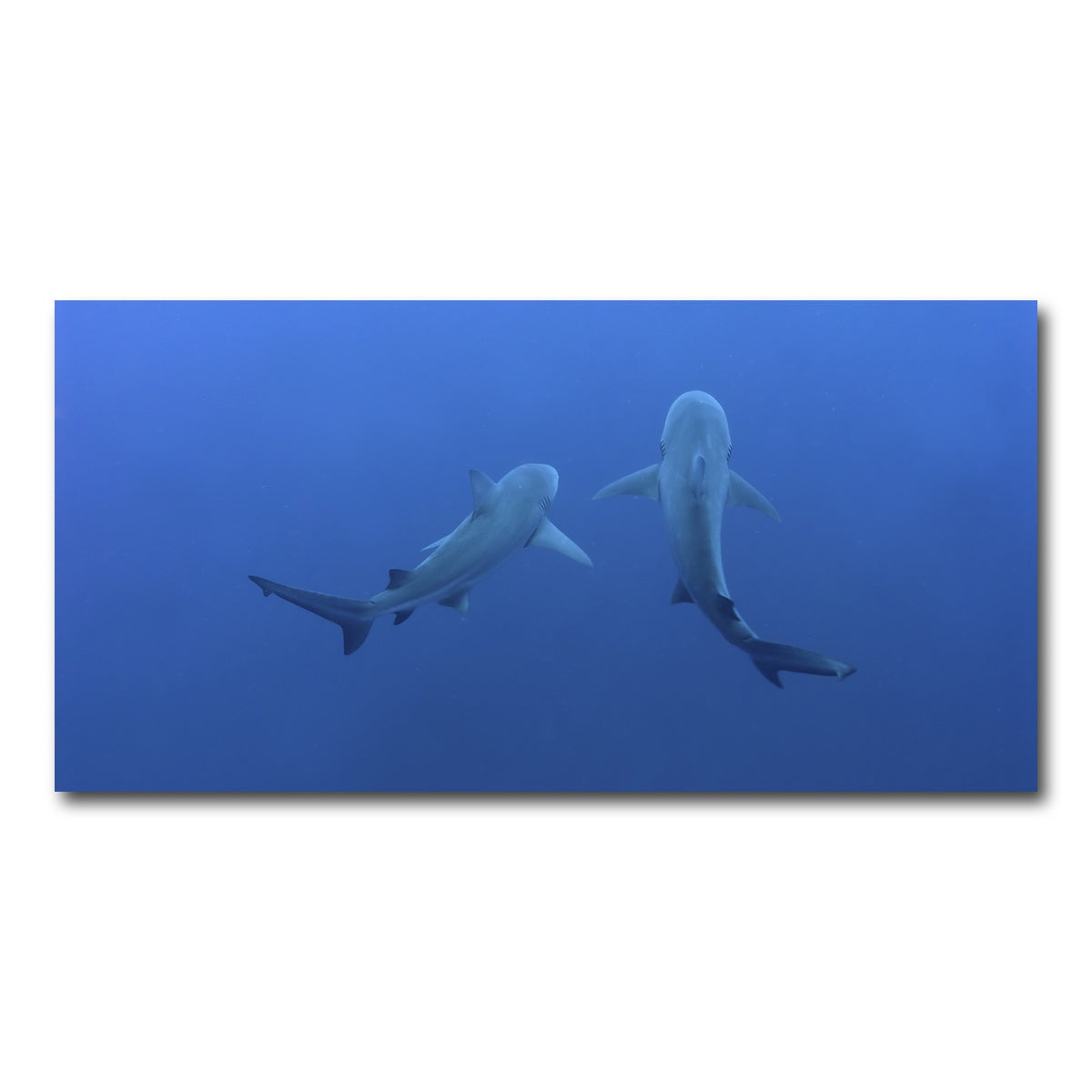AUTO-MOCKUP WHITE | Shark mates | 1 Piece | Gallery Wrap Canvas | group=2x1
