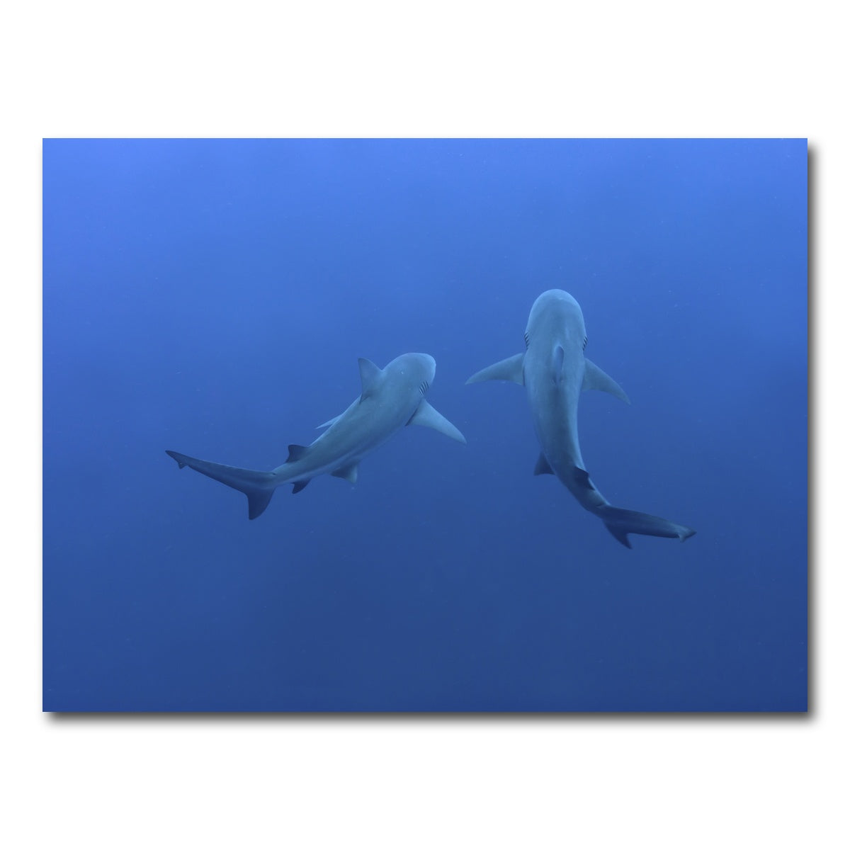 AUTO-MOCKUP WHITE | Shark mates | 1 Piece | Gallery Wrap Canvas | group=4x3