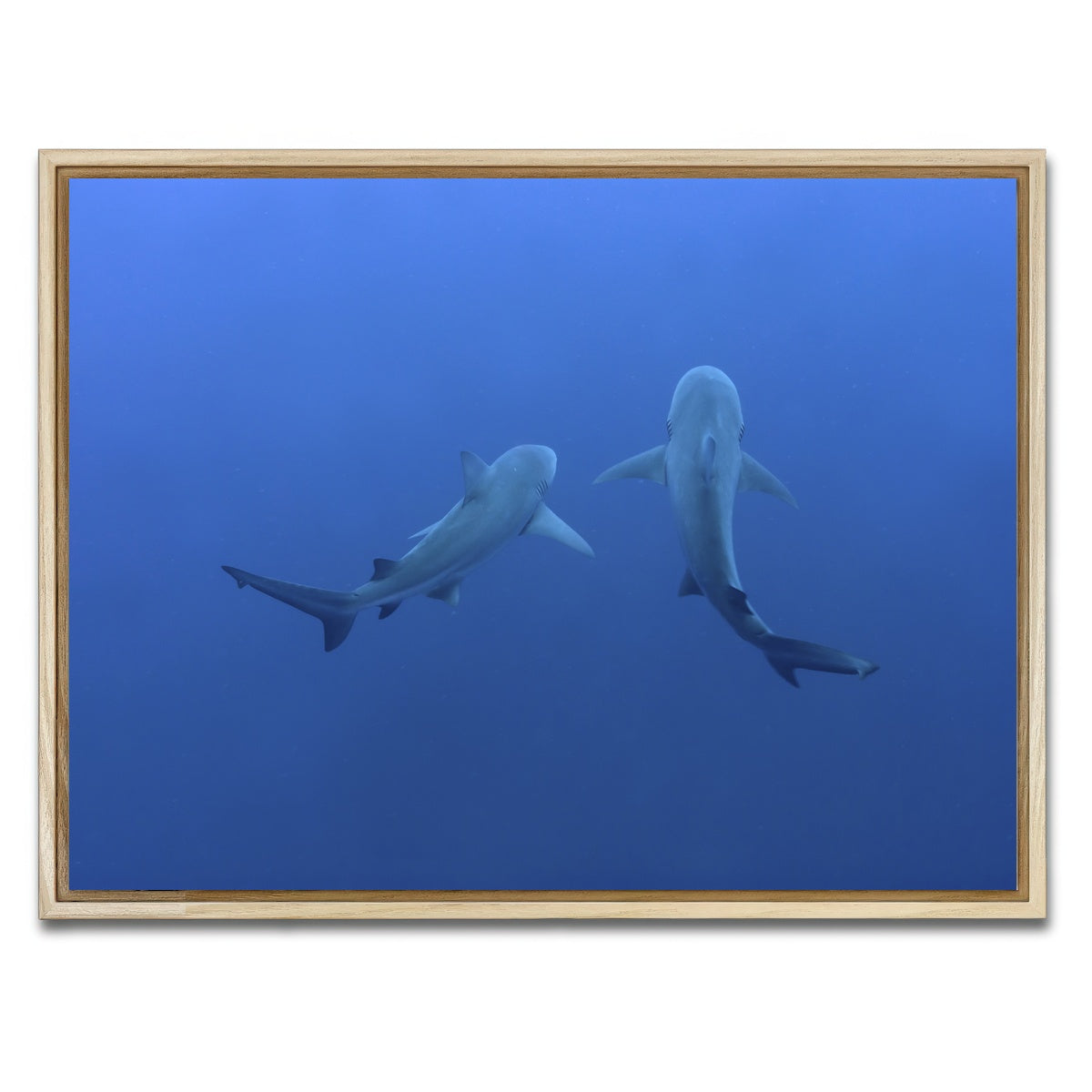 AUTO-MOCKUP WHITE | Shark mates | 1 Piece | Natural Framed Canvas | group=4x3