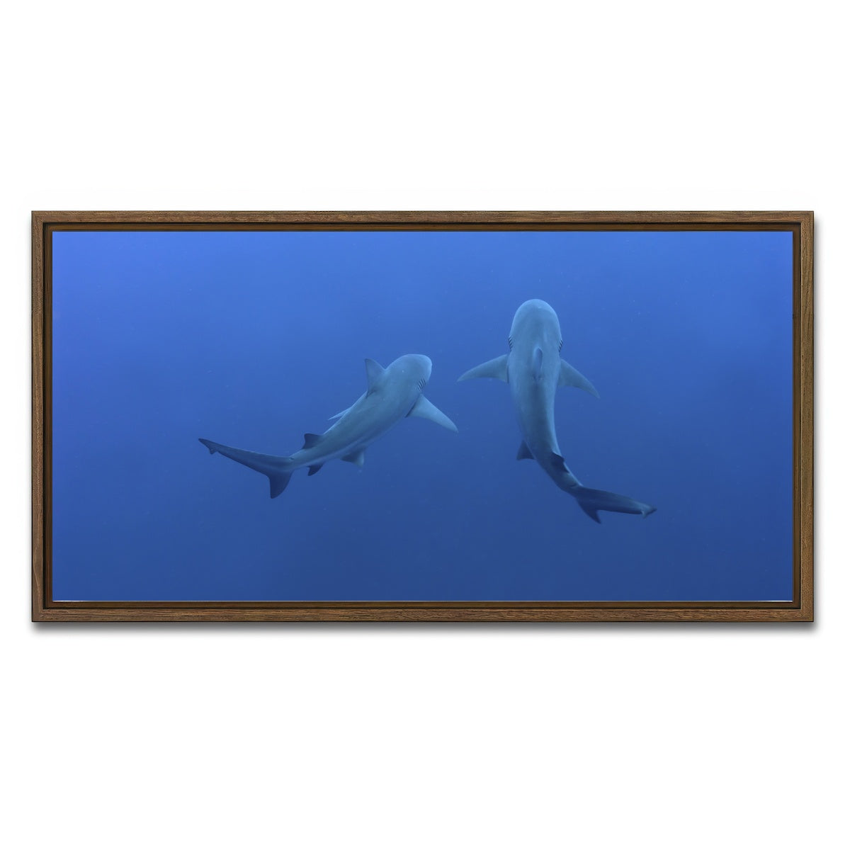 AUTO-MOCKUP WHITE | Shark mates | 1 Piece | Walnut Framed Canvas | group=2x1