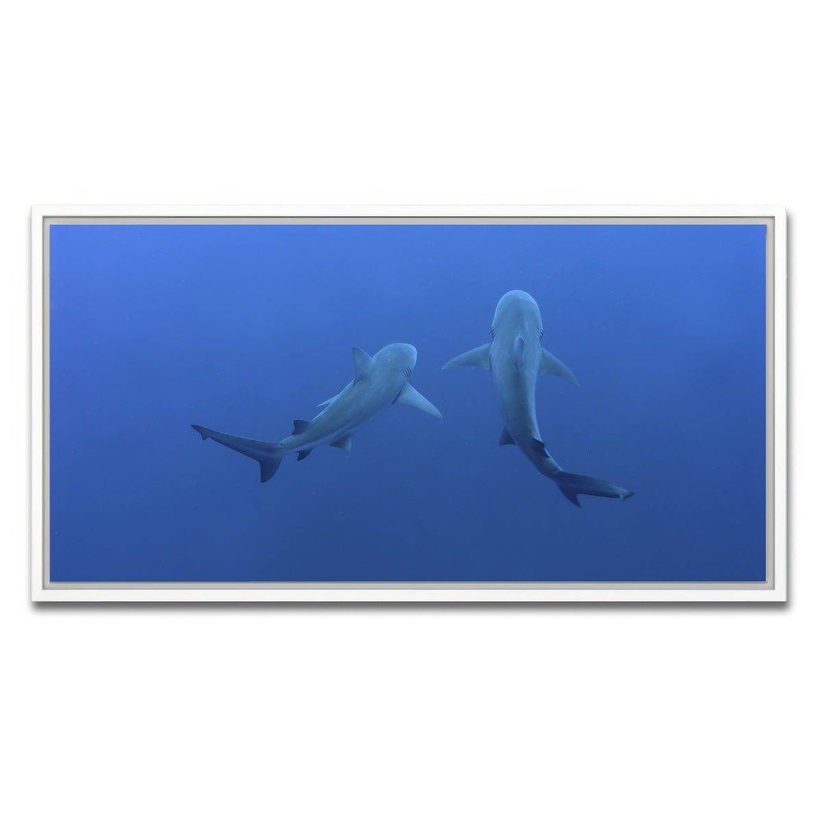 AUTO-MOCKUP WHITE | Shark mates | 1 Piece | White Framed Canvas | group=2x1