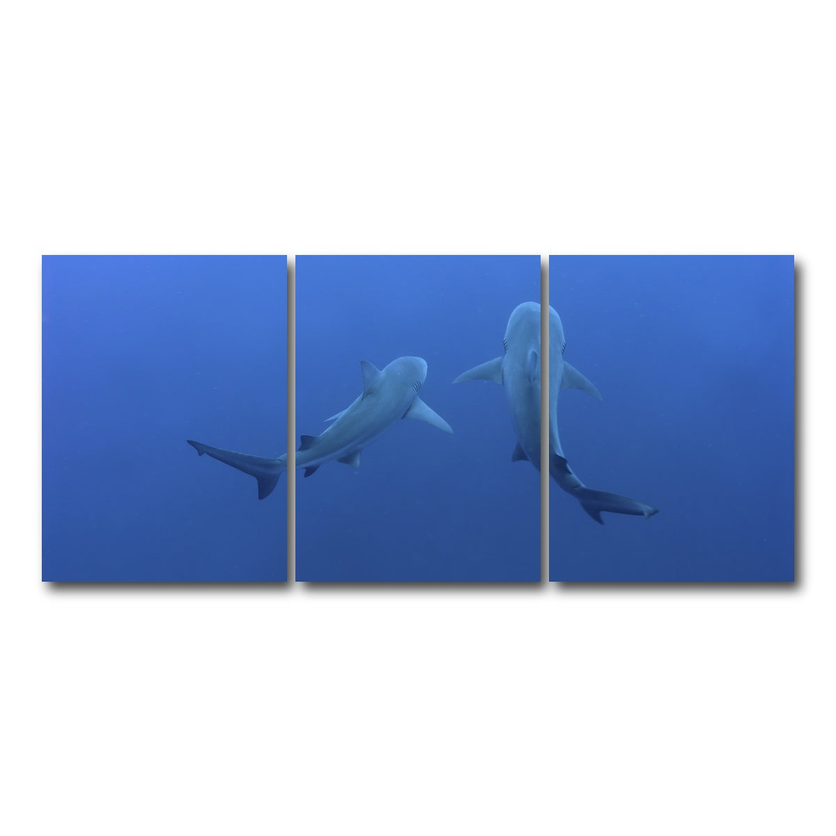 AUTO-MOCKUP WHITE | Shark mates | 3 Piece | Gallery Wrap Canvas | group=18x24