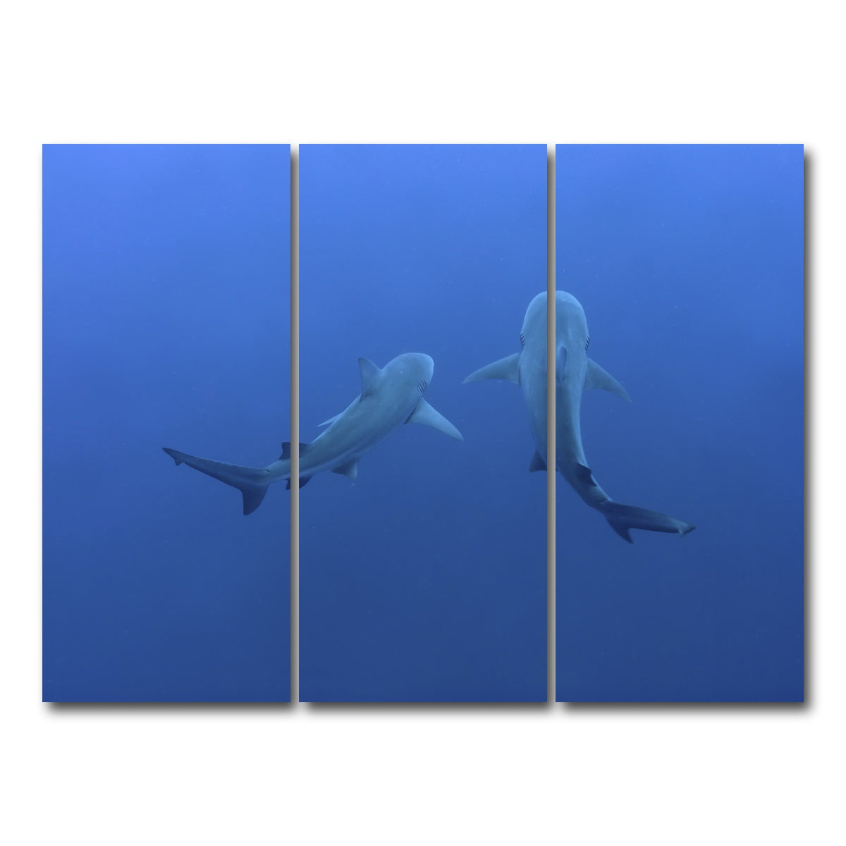 AUTO-MOCKUP WHITE | Shark mates | 3 Piece | Gallery Wrap Canvas | group=8x18