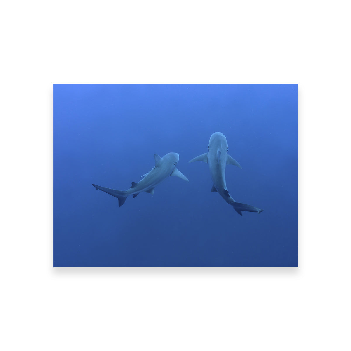 Shark Mates Wall Art