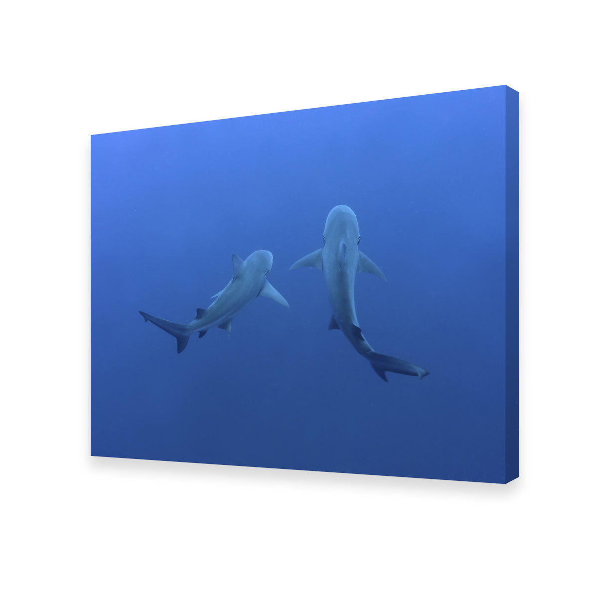 Shark Mates Wall Art