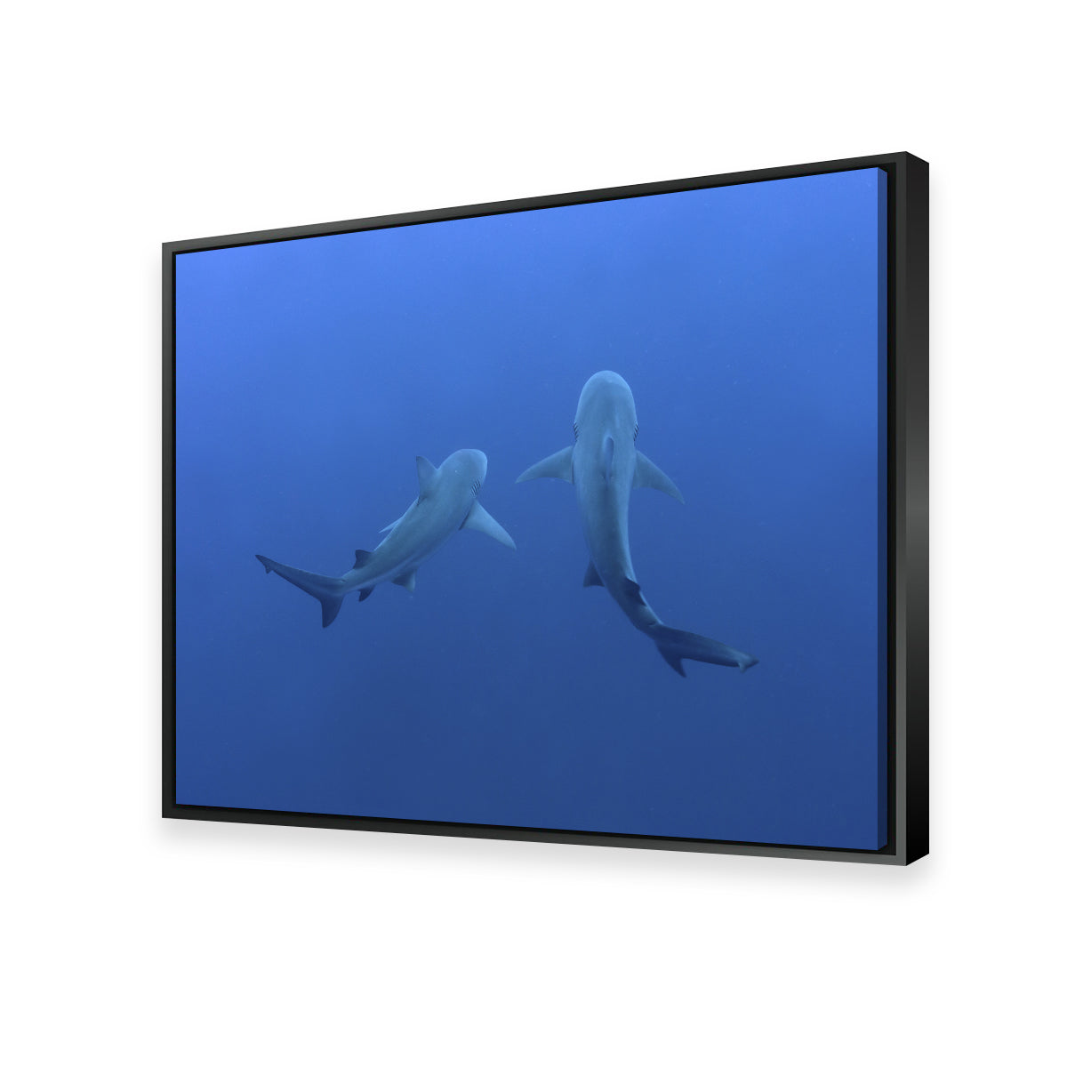 Shark Mates Wall Art