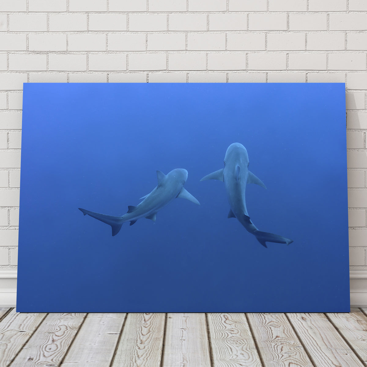 Shark Mates Wall Art