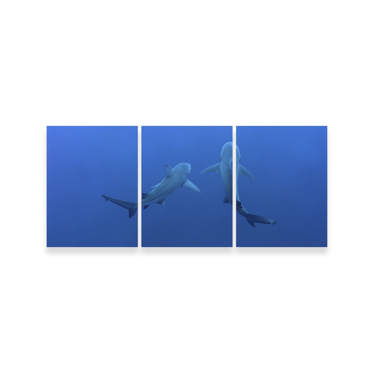 Shark Mates Wall Art