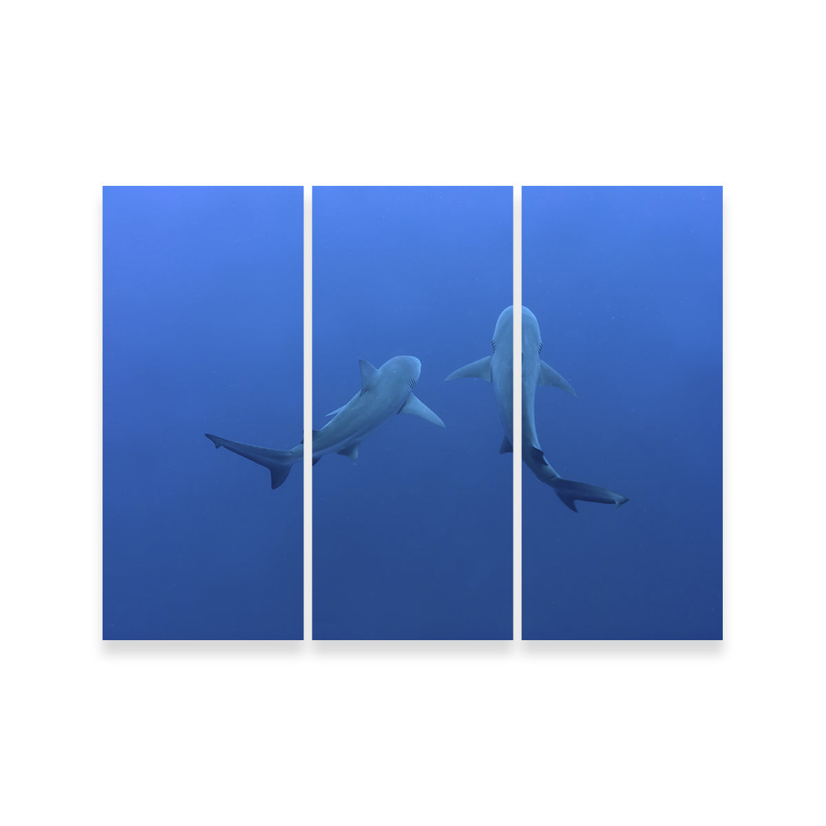 Shark Mates Wall Art