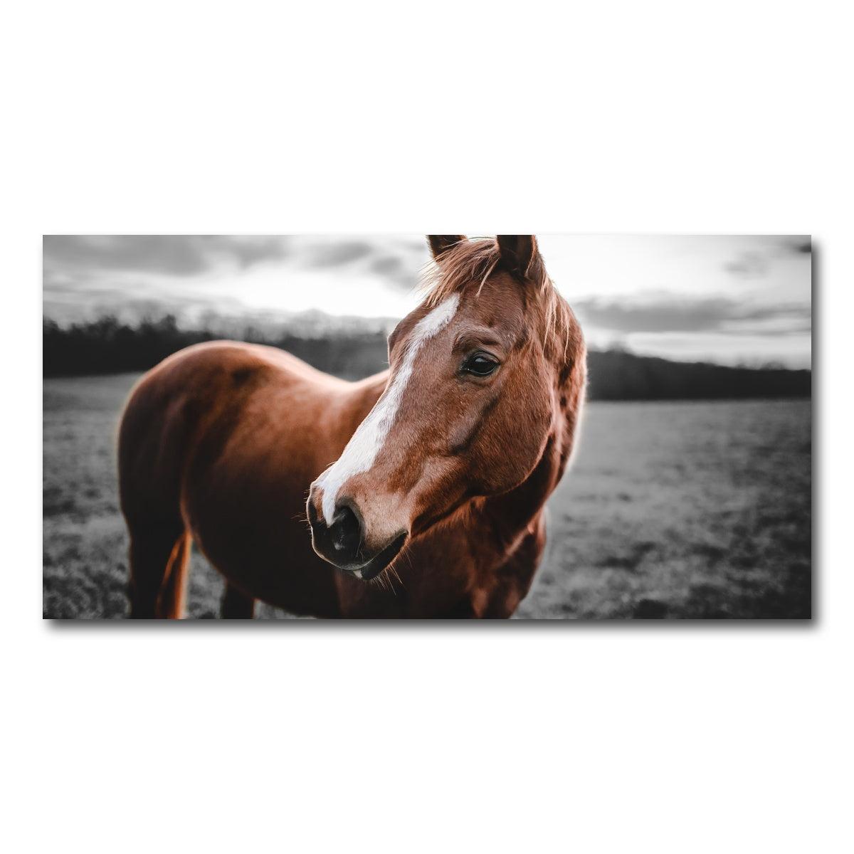 AUTO-MOCKUP WHITE | Shining Horse | 1 Piece | Gallery Wrap Canvas | group=2x1