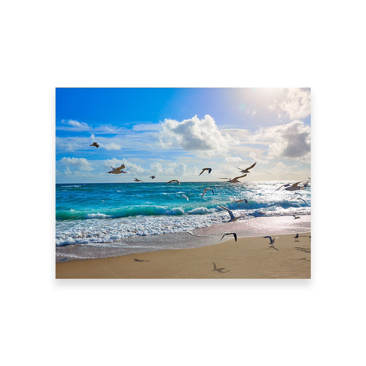 Singer Island Beach Seagulls