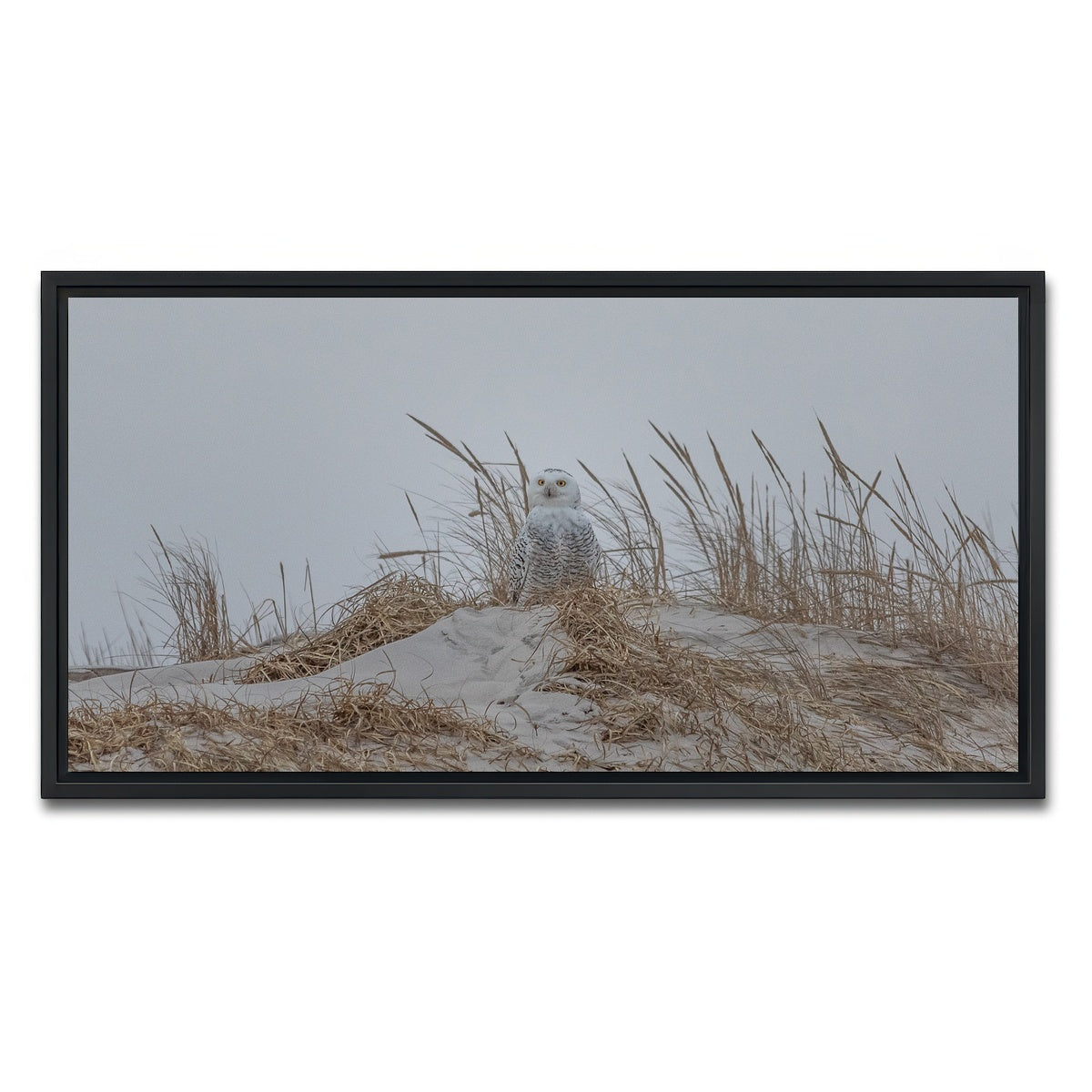 AUTO-MOCKUP WHITE | Snowy Owl | 1 Piece | Black Framed Canvas | group=2x1