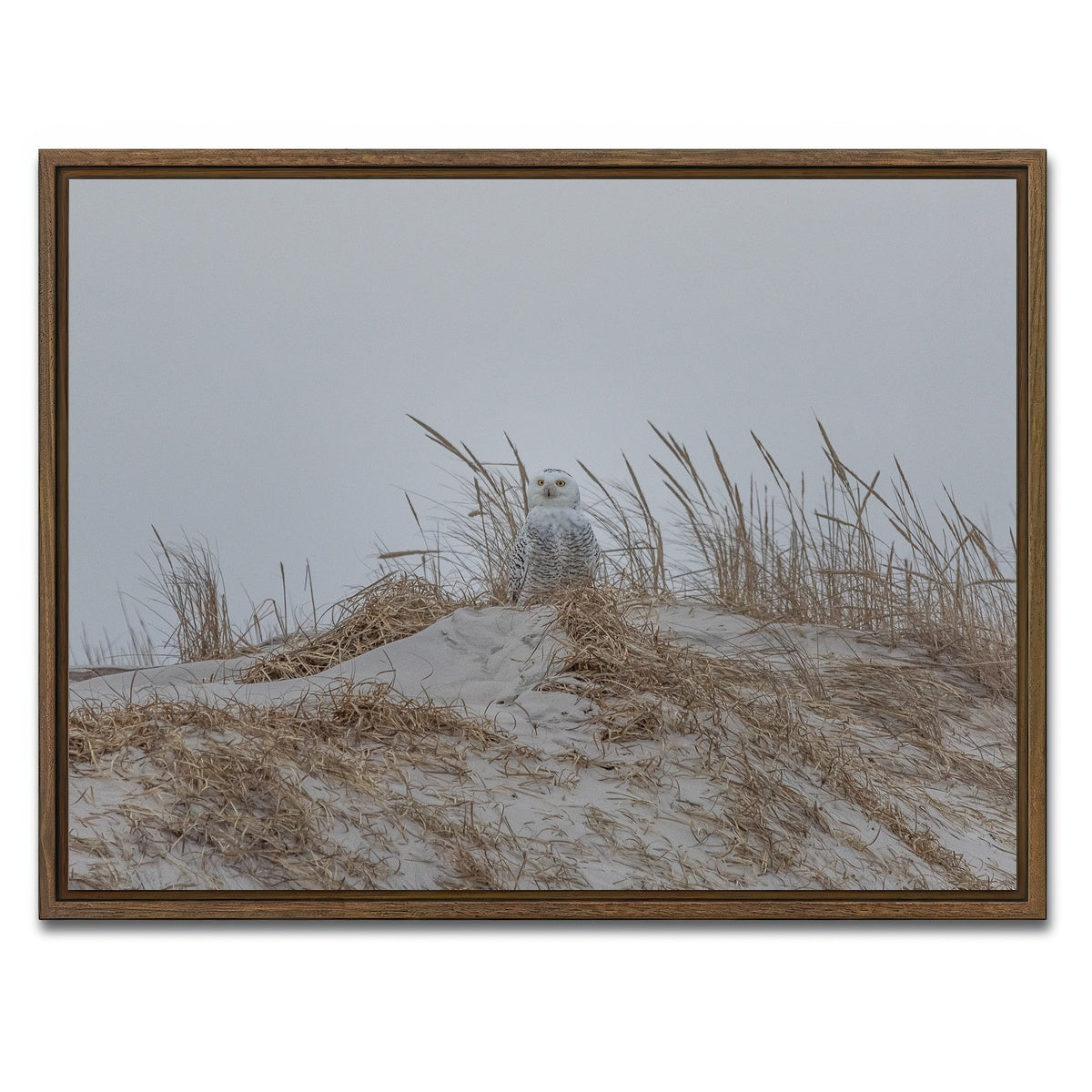 AUTO-MOCKUP WHITE | Snowy Owl | 1 Piece | Walnut Framed Canvas | group=4x3