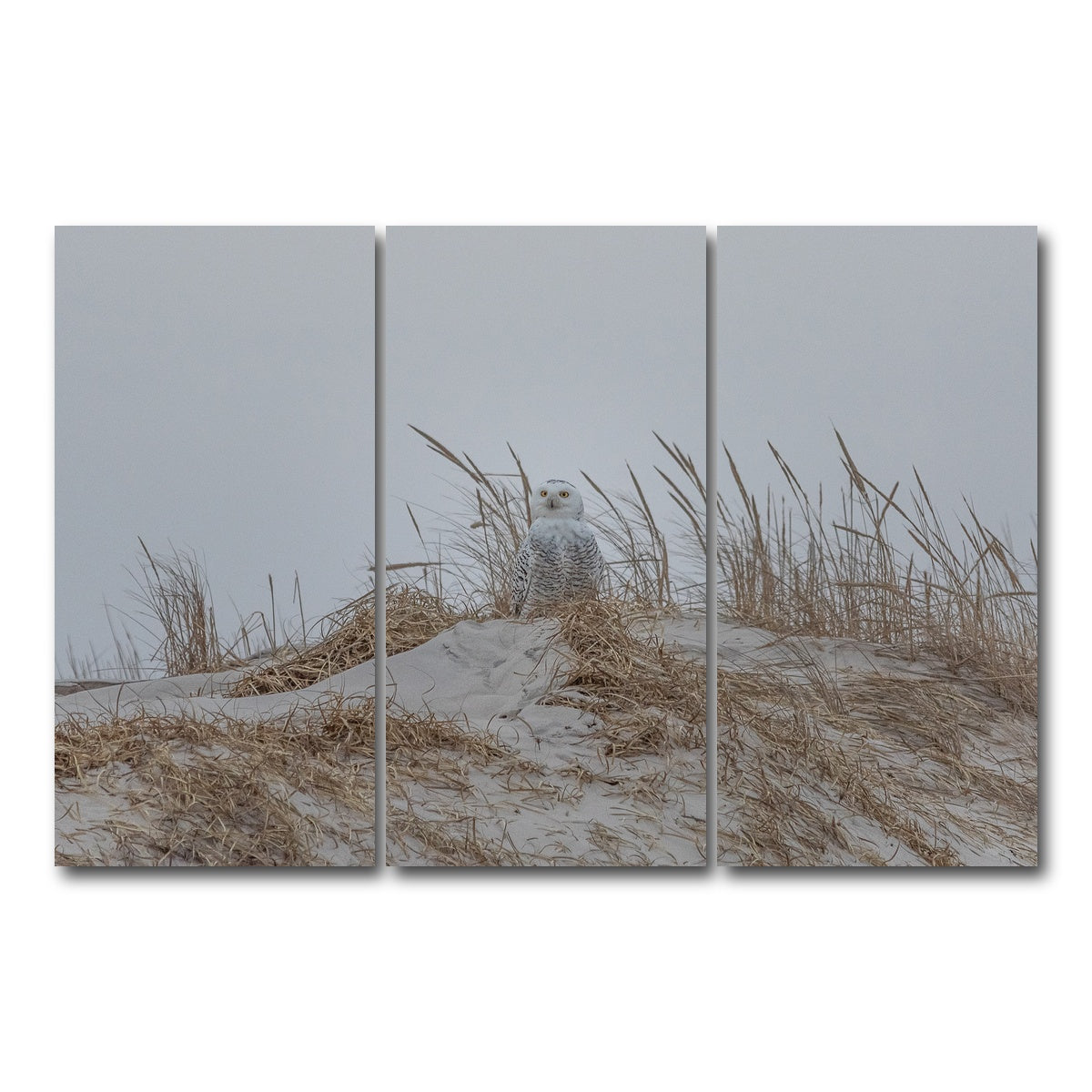 AUTO-MOCKUP WHITE | Snowy Owl | 3 Piece | Gallery Wrap Canvas | group=12x24