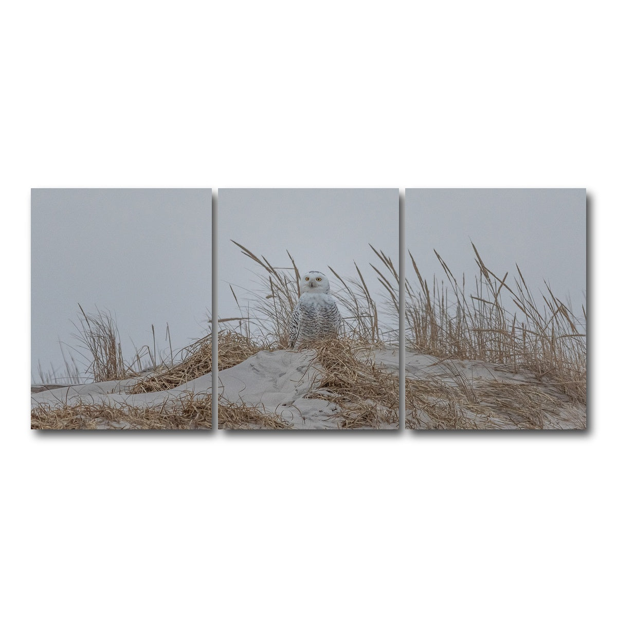 AUTO-MOCKUP WHITE | Snowy Owl | 3 Piece | Gallery Wrap Canvas | group=18x24