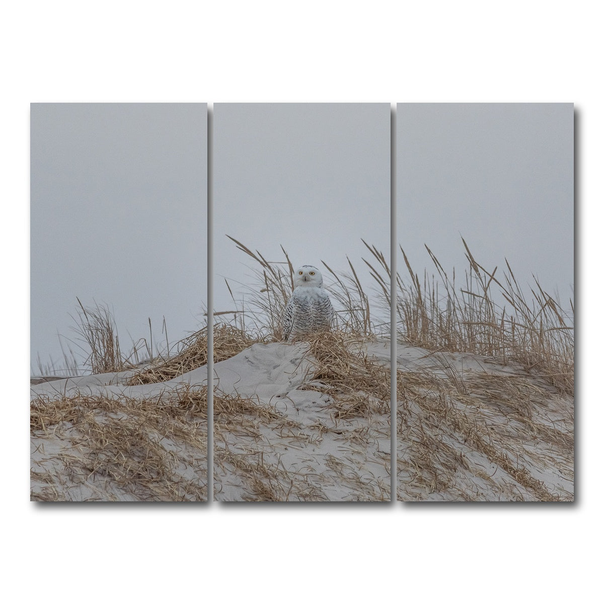 AUTO-MOCKUP WHITE | Snowy Owl | 3 Piece | Gallery Wrap Canvas | group=8x18