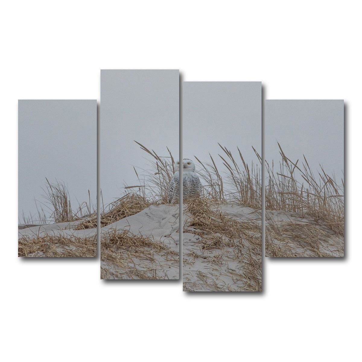 AUTO-MOCKUP WHITE | Snowy Owl | 4 Piece | Gallery Wrap Canvas | group=4_short