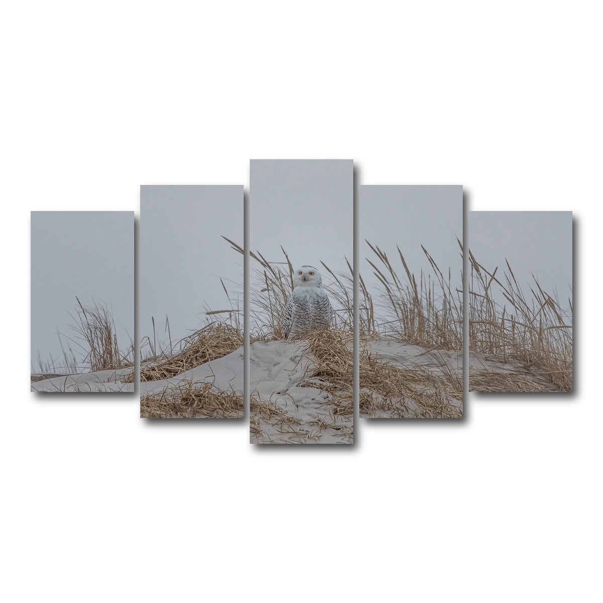 AUTO-MOCKUP WHITE | Snowy Owl | 5 Piece | Gallery Wrap Canvas | group=5_normal