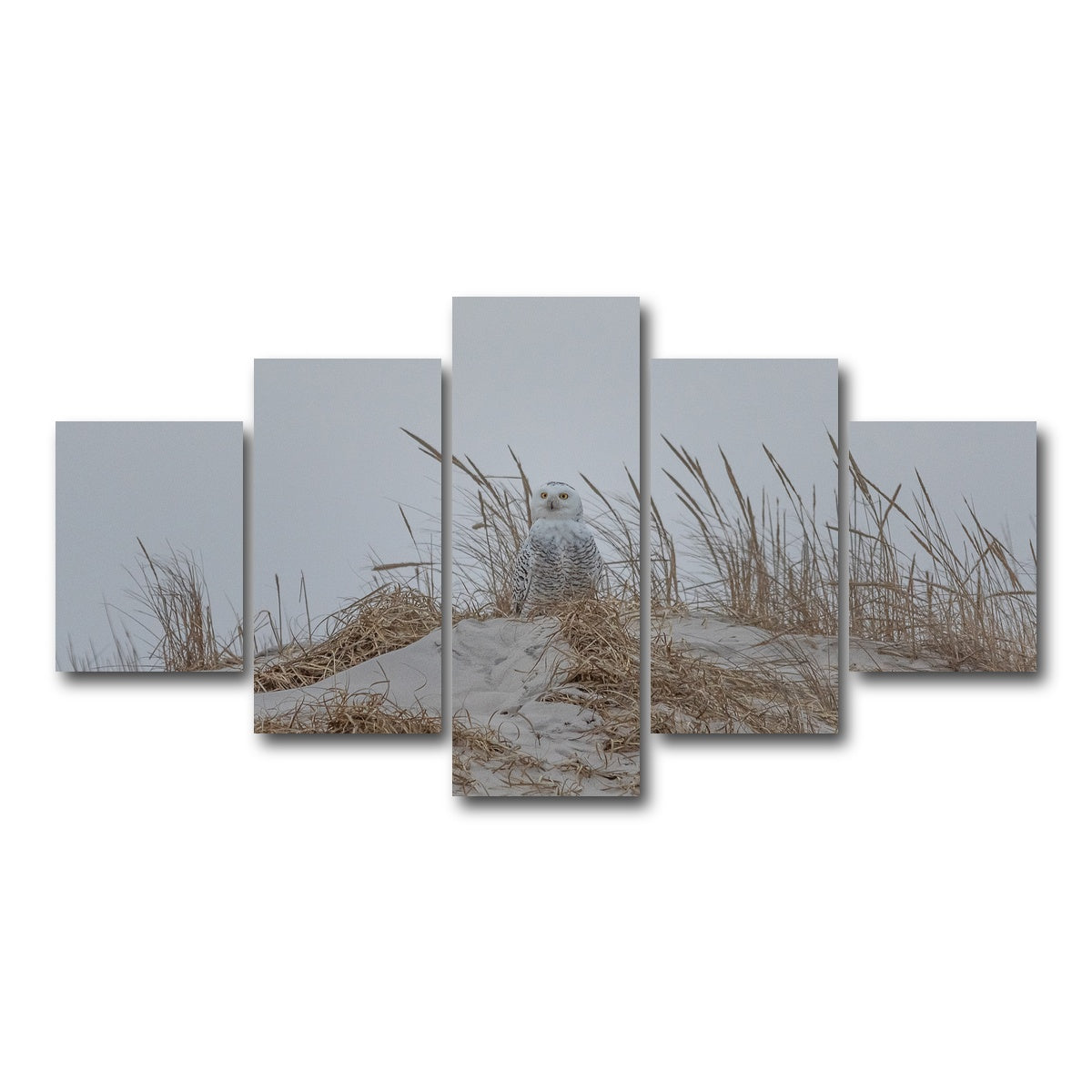 AUTO-MOCKUP WHITE | Snowy Owl | 5 Piece | Gallery Wrap Canvas | group=5_short