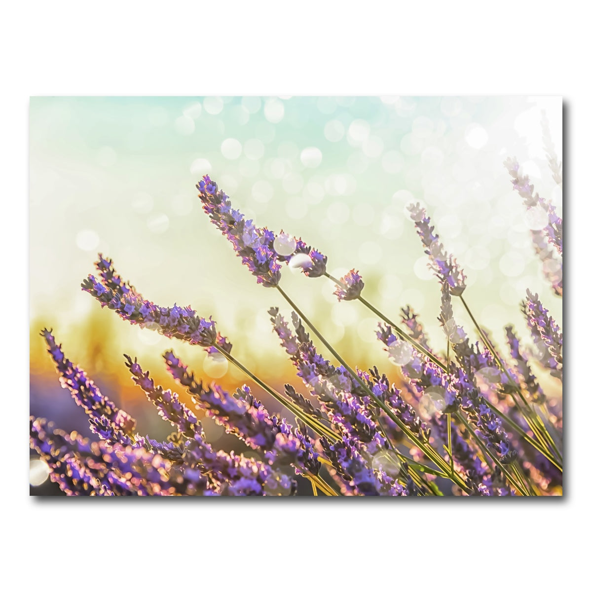 AUTO-MOCKUP WHITE | Sparkling Lavender | 1 Piece | Gallery Wrap Canvas | group=4x3