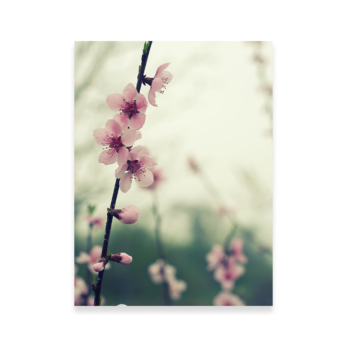 Spring Blossom Wall Art