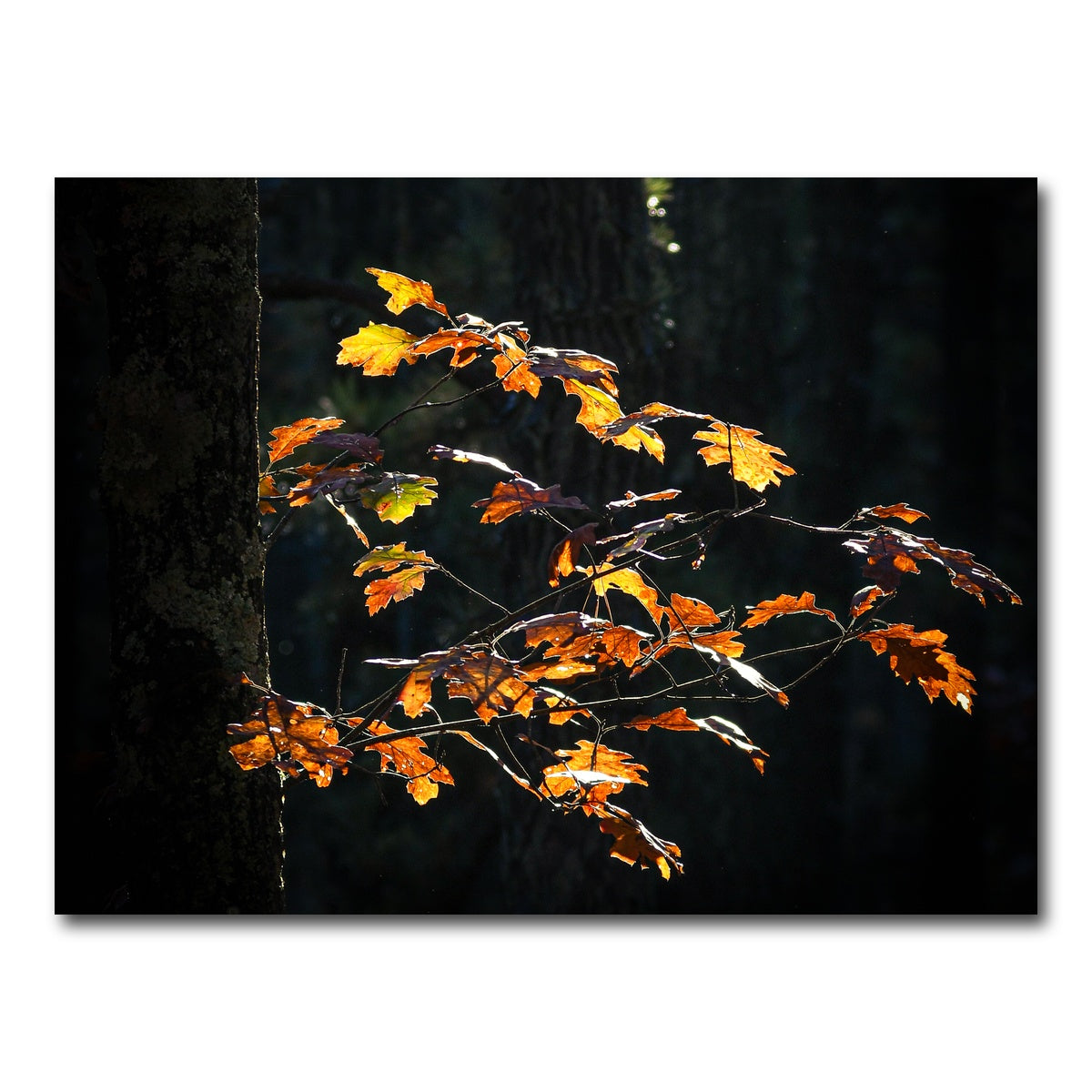 AUTO-MOCKUP WHITE | Sprout of Life | 1 Piece | Gallery Wrap Canvas | group=4x3