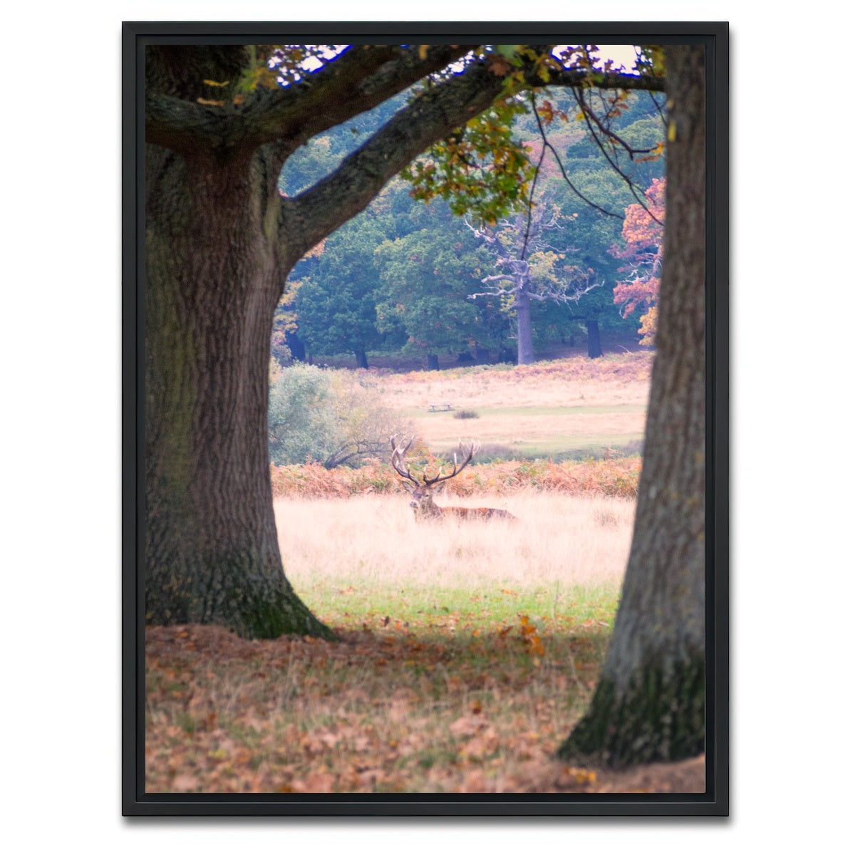 AUTO-MOCKUP WHITE | Stag in Richmond Park | 1 Piece | Black Framed Canvas | group=3x4
