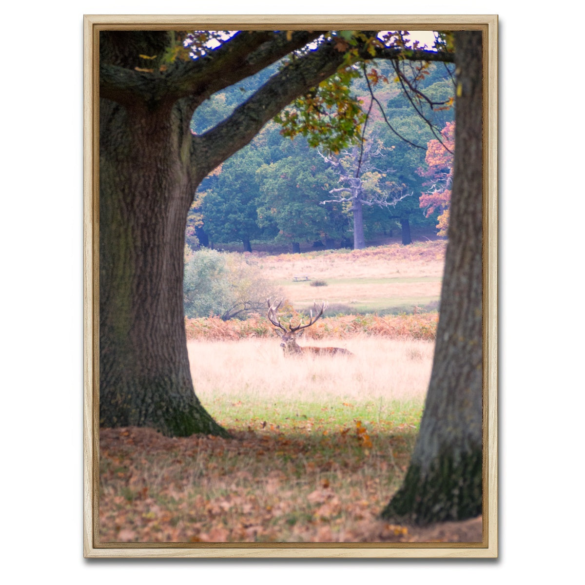 AUTO-MOCKUP WHITE | Stag in Richmond Park | 1 Piece | Natural Framed Canvas | group=3x4