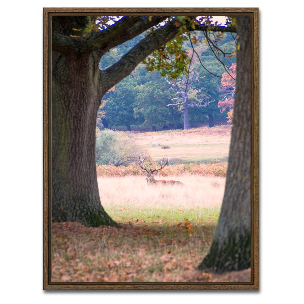AUTO-MOCKUP WHITE | Stag in Richmond Park | 1 Piece | Walnut Framed Canvas | group=3x4