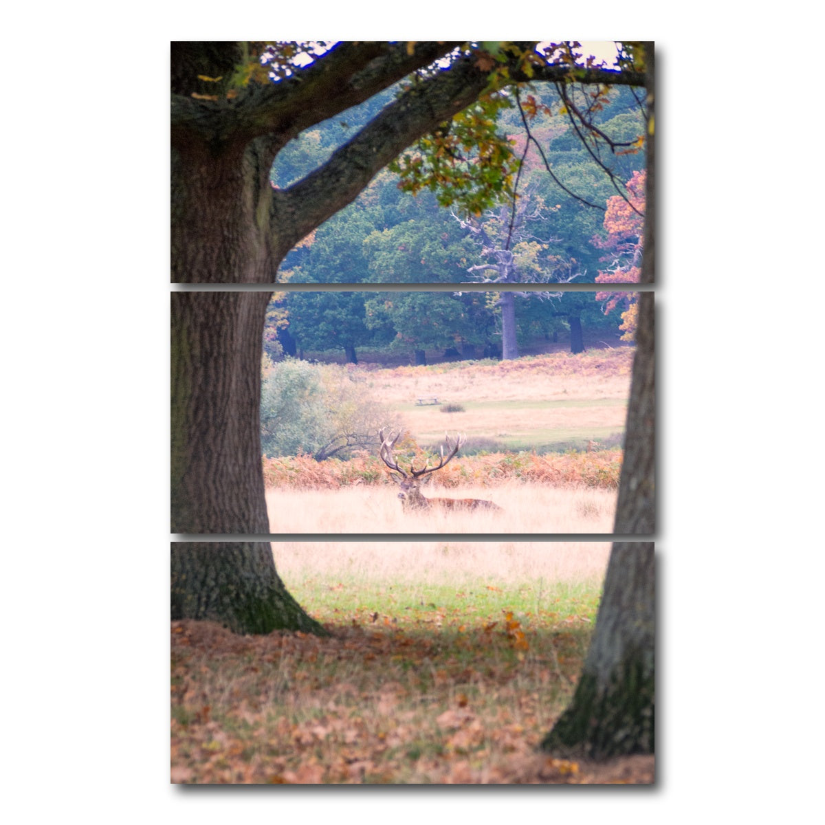AUTO-MOCKUP WHITE | Stag in Richmond Park | 3 Piece | Gallery Wrap Canvas | group=12x24_stacked