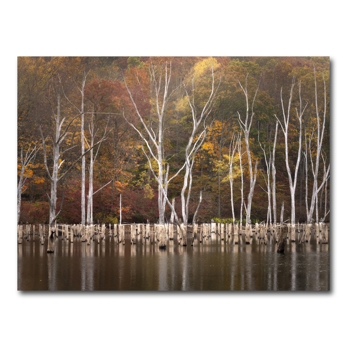 AUTO-MOCKUP WHITE | Stags Horn - Monksville Reservoir | 1 Piece | Gallery Wrap Canvas | group=4x3