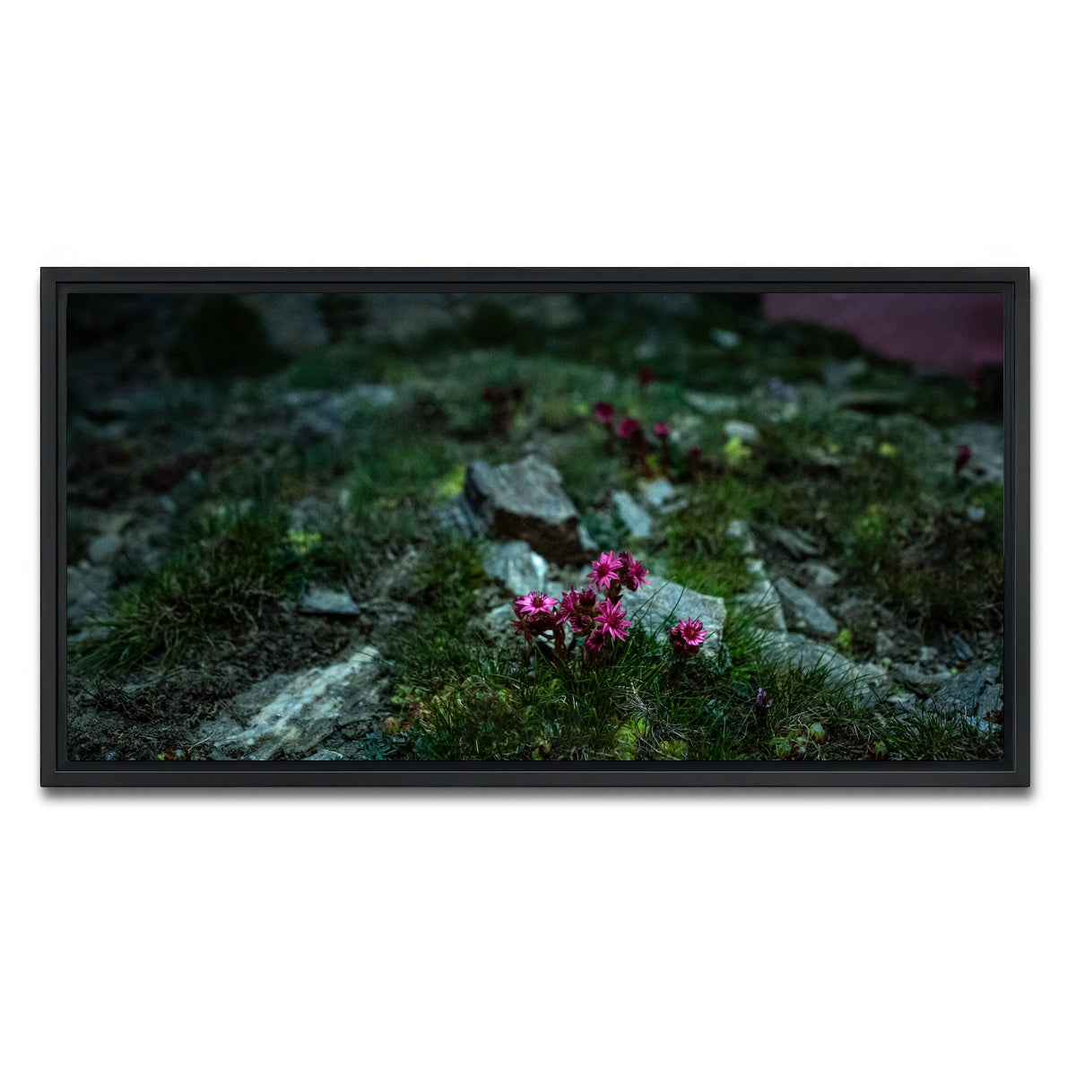 AUTO-MOCKUP WHITE | Star Studded Joubarbe | 1 Piece | Black Framed Canvas | group=2x1