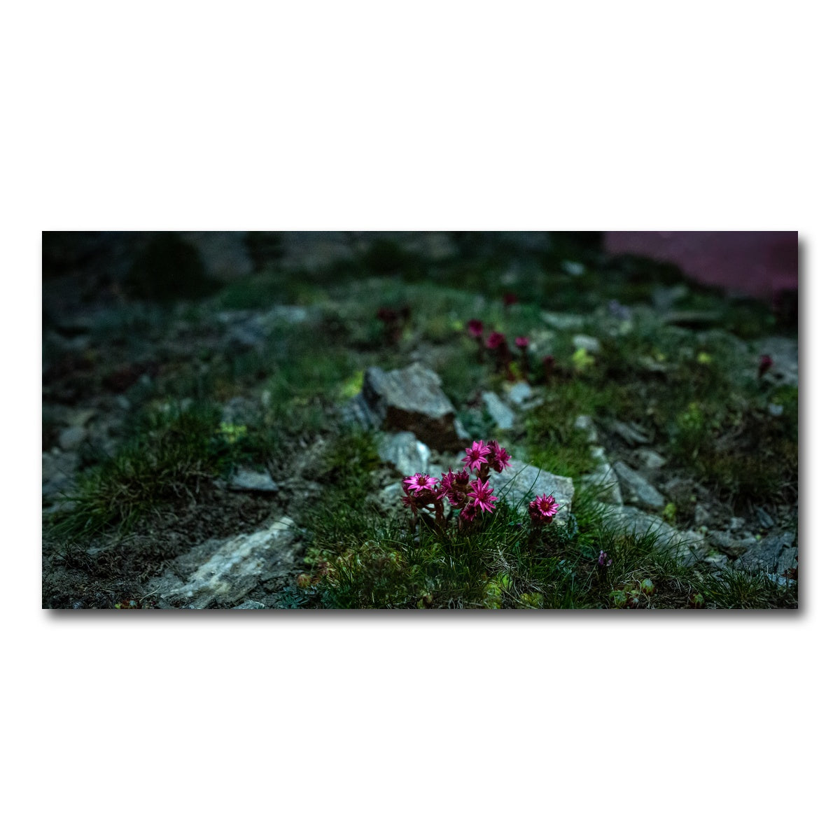 AUTO-MOCKUP WHITE | Star Studded Joubarbe | 1 Piece | Gallery Wrap Canvas | group=2x1