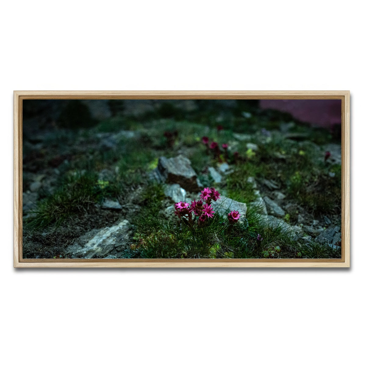 AUTO-MOCKUP WHITE | Star Studded Joubarbe | 1 Piece | Natural Framed Canvas | group=2x1