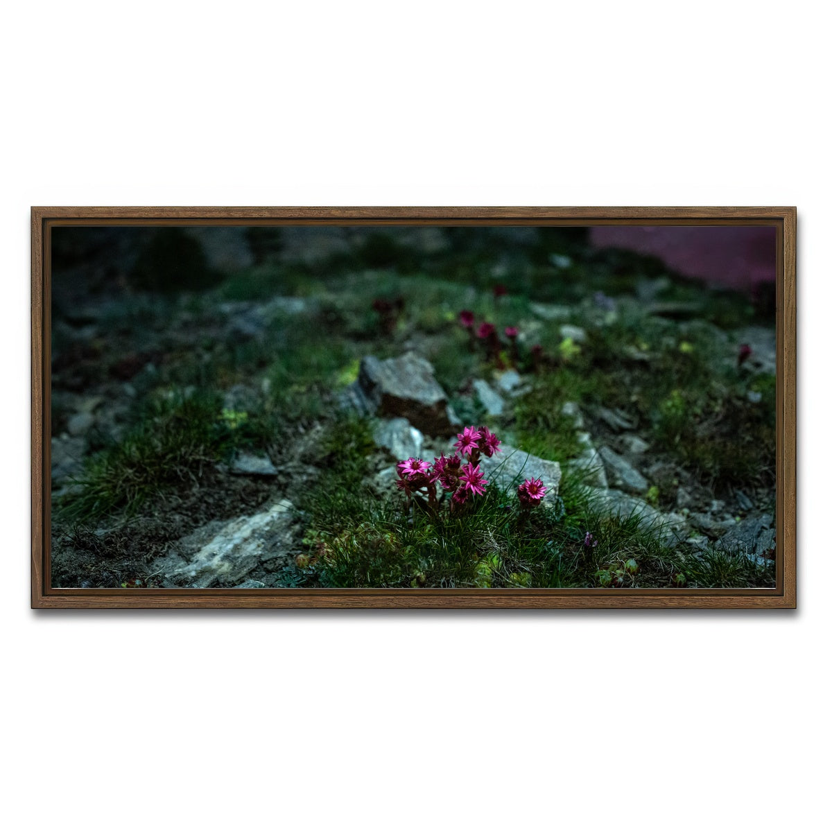 AUTO-MOCKUP WHITE | Star Studded Joubarbe | 1 Piece | Walnut Framed Canvas | group=2x1