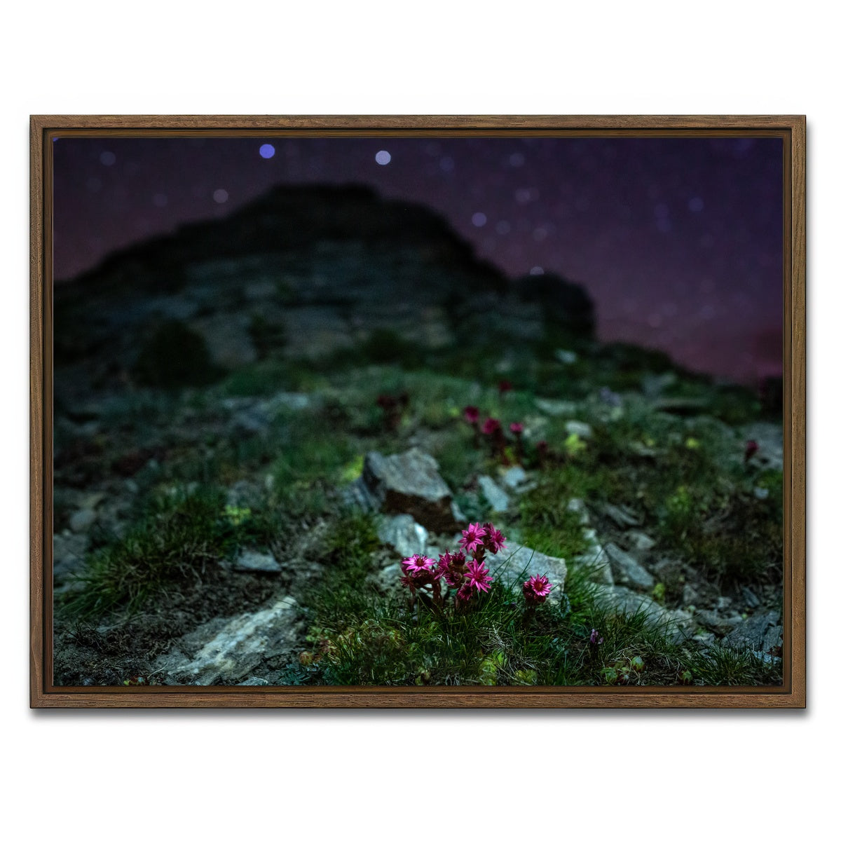 AUTO-MOCKUP WHITE | Star Studded Joubarbe | 1 Piece | Walnut Framed Canvas | group=4x3