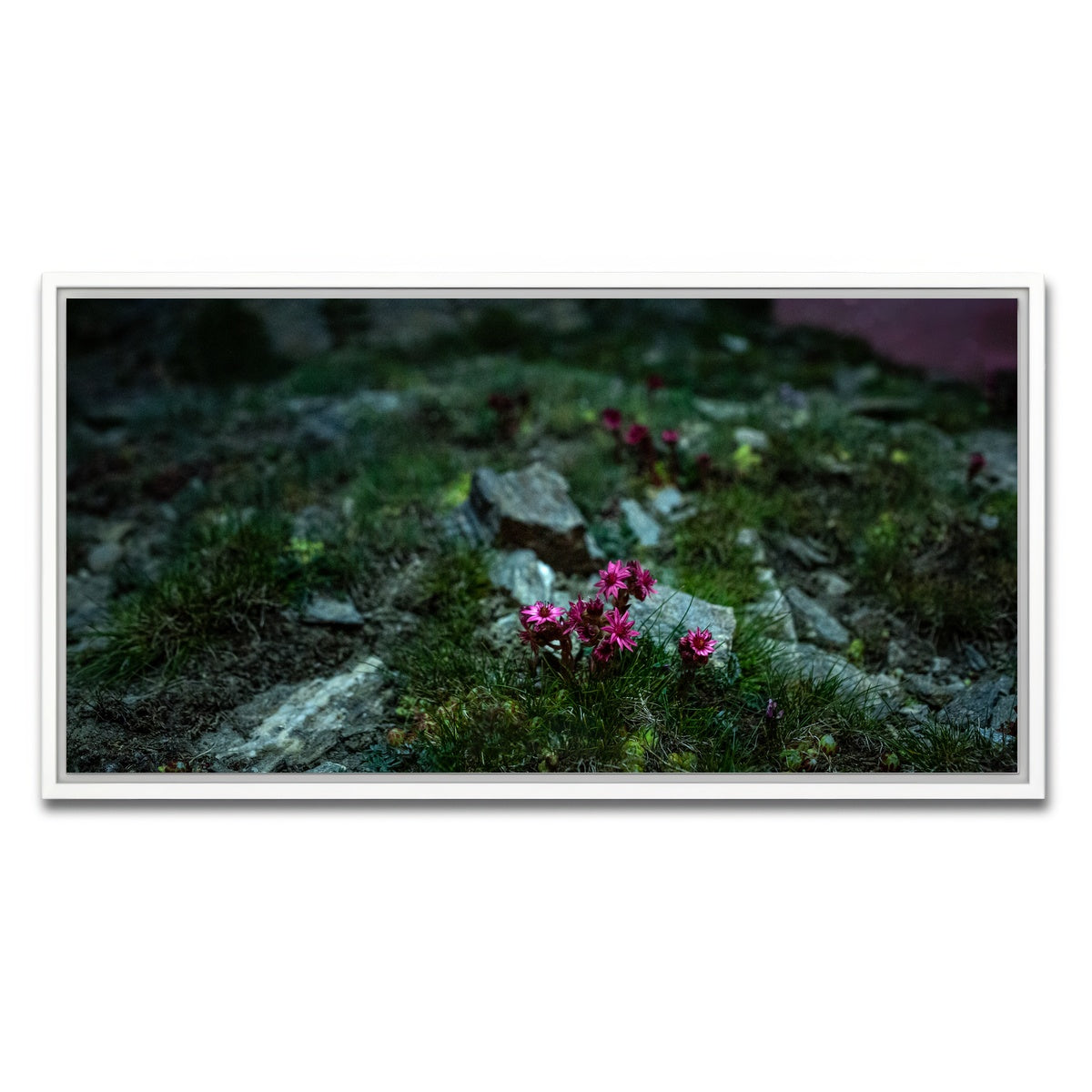 AUTO-MOCKUP WHITE | Star Studded Joubarbe | 1 Piece | White Framed Canvas | group=2x1