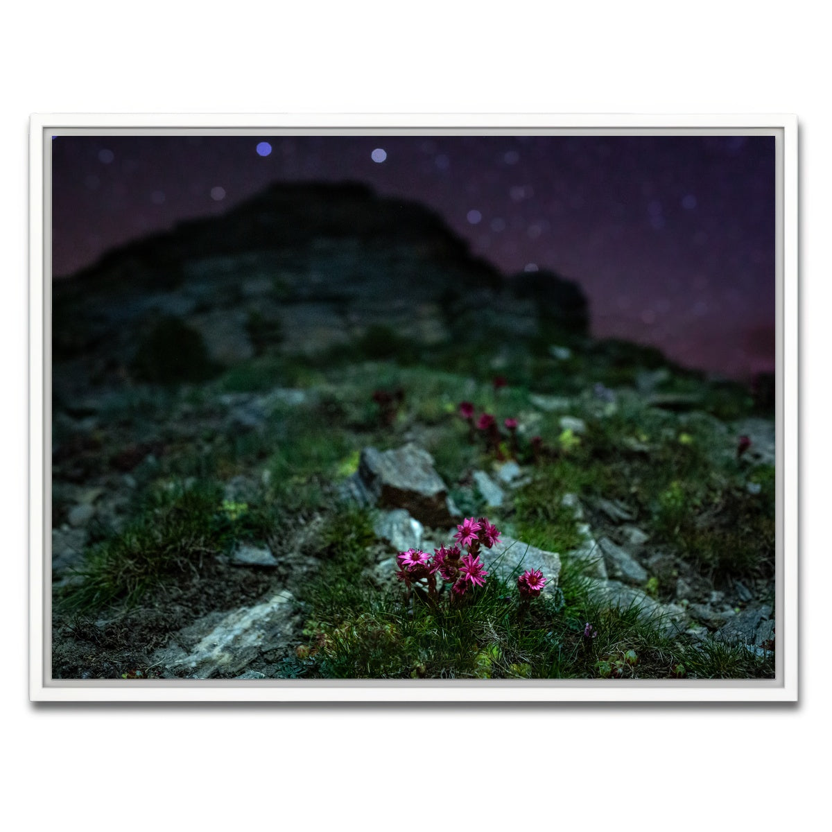 AUTO-MOCKUP WHITE | Star Studded Joubarbe | 1 Piece | White Framed Canvas | group=4x3