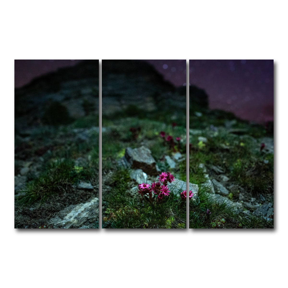 AUTO-MOCKUP WHITE | Star Studded Joubarbe | 3 Piece | Gallery Wrap Canvas | group=12x24