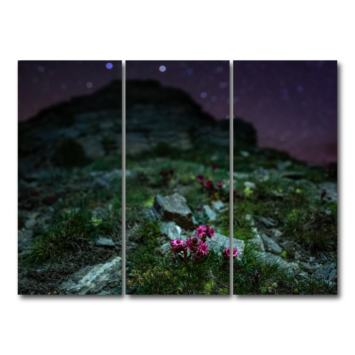 AUTO-MOCKUP WHITE | Star Studded Joubarbe | 3 Piece | Gallery Wrap Canvas | group=8x18