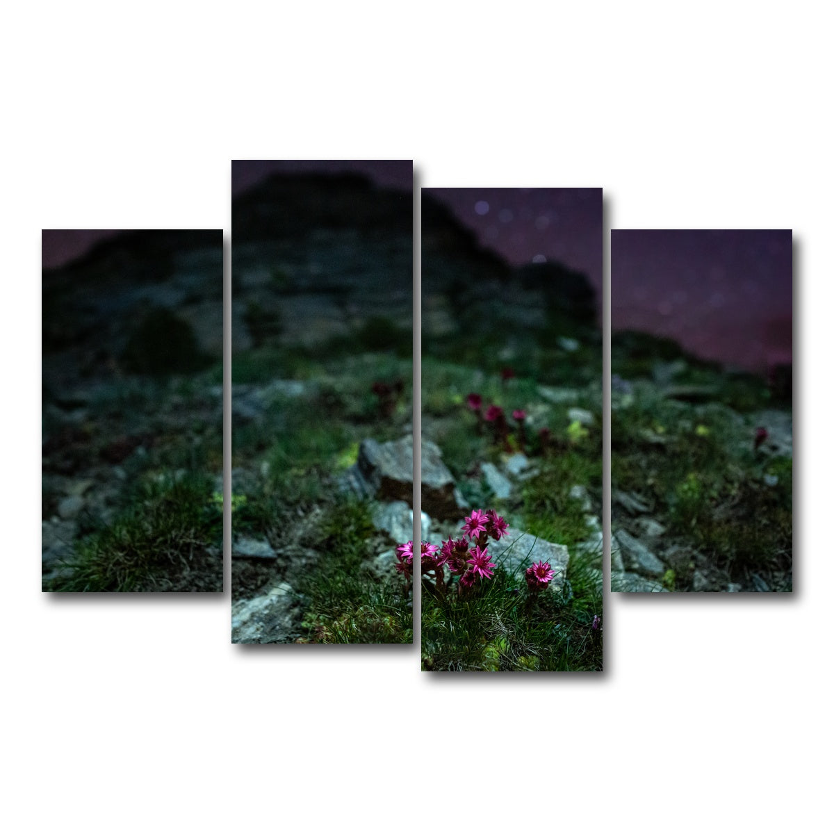 AUTO-MOCKUP WHITE | Star Studded Joubarbe | 4 Piece | Gallery Wrap Canvas | group=4_short