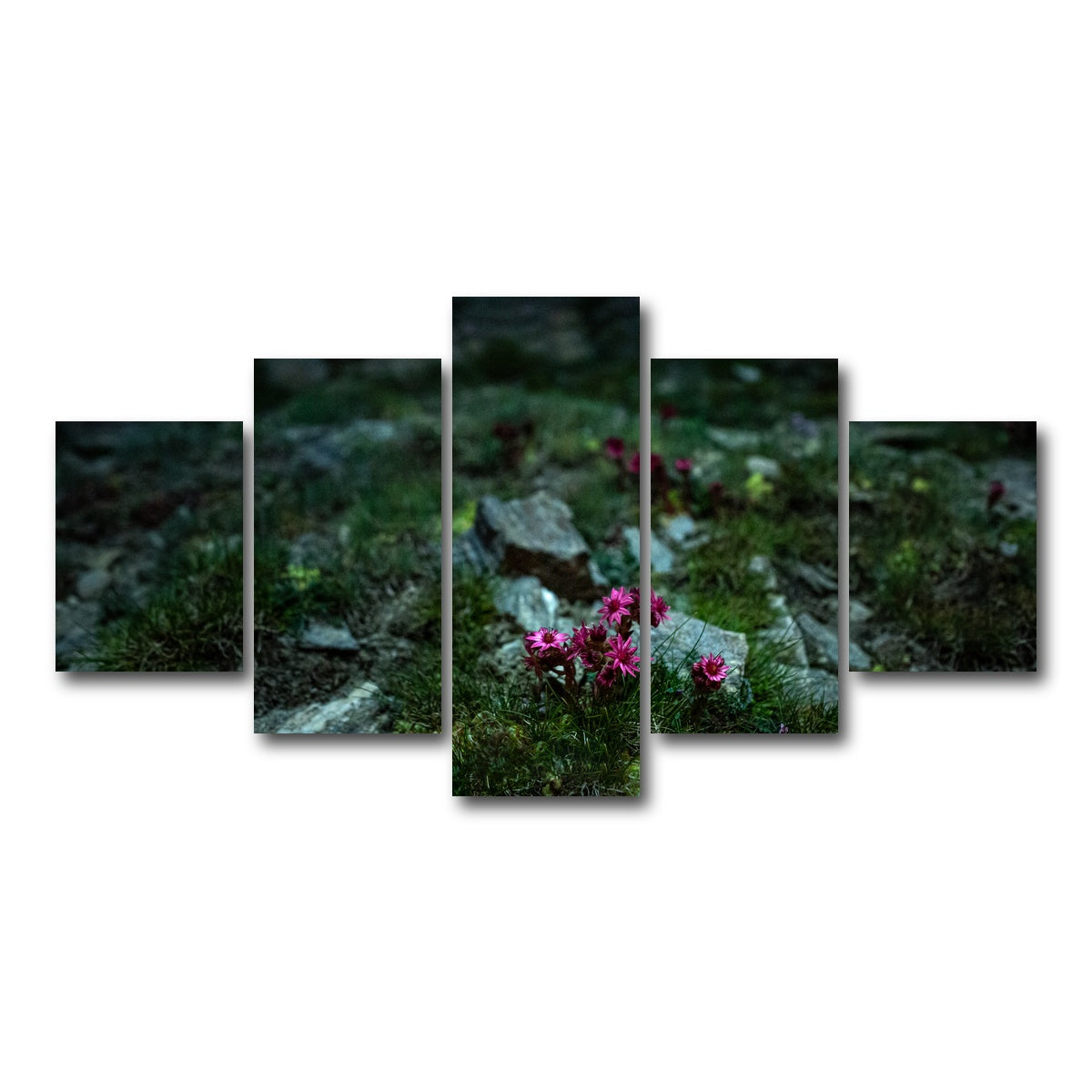 AUTO-MOCKUP WHITE | Star Studded Joubarbe | 5 Piece | Gallery Wrap Canvas | group=5_short